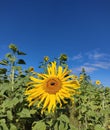 Vertical closeup shot of a common sunflower (Helianthus annuus) field Royalty Free Stock Photo