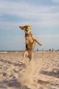 Vertical closeup shot of a companion dog catching a ball while running on the sand