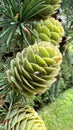 Vertical closeup shot of a coniferous green cone covered in rain droplets Royalty Free Stock Photo