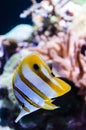 Vertical closeup shot of a copperband butterflyfish underwater Royalty Free Stock Photo