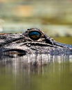 Vertical closeup shot of a crocodile portrait swimming in the pond Royalty Free Stock Photo