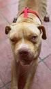 Vertical closeup shot of a cute American pit bull terrier face Royalty Free Stock Photo