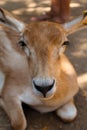 Vertical closeup shot of a cute antelope lying on the ground in the zoo