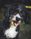 Vertical closeup shot of a cute black and white Yorkipoo dog with an open mouth