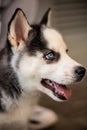 Vertical closeup shot of a cute blue-eyed husky dog Royalty Free Stock Photo