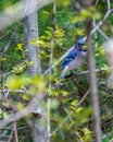 Vertical closeup shot of a cute blue jay bird sitting on a tree branch Royalty Free Stock Photo