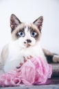 Vertical closeup shot of a cute brown and white blue-eyed cat playing with a ball of wool Royalty Free Stock Photo