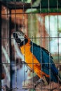 Vertical closeup shot of a cute colorful parrot in a cage Royalty Free Stock Photo