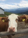 Vertical closeup shot of a cute cow face