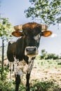 Vertical closeup shot of a cute cow with kind eyes standing in a field Royalty Free Stock Photo