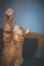 Vertical closeup shot of a cute ginger cat in a climbing position Royalty Free Stock Photo