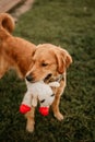 Vertical closeup shot of a cute Golden Retriever with a lambchop toy in its mouth Royalty Free Stock Photo