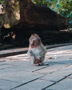 Vertical closeup shot of a cute monkey with a surprised facial expression in the middle of the park