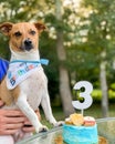 Vertical closeup shot of a cute puppy in front of a little cake for its third birthday