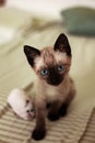 Vertical closeup shot of a cute Siamese cat on a blurred background Royalty Free Stock Photo