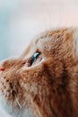 Vertical closeup shot of a cute small ginger kitten isolated on a white background Royalty Free Stock Photo