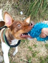 Vertical closeup shot of a cute Toy Fox Terrier dog playing with a blue spiky ball Royalty Free Stock Photo