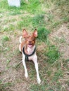 Vertical closeup shot of a cute Toy Fox Terrier dog sitting on the grass Royalty Free Stock Photo