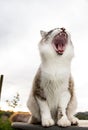 Vertical closeup shot of a cute white and gray cat yawning with its mouth wide open Royalty Free Stock Photo