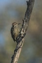 Vertical closeup shot of a cute woodpecker on a wooden trunk with blurred background