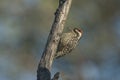 Vertical closeup shot of a cute woodpecker on a wooden trunk with blurred background