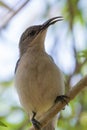 Vertical closeup shot of a Cyanomitra on a tree Royalty Free Stock Photo