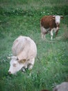 Vertical closeup shot of dairy cows grazing on green grass pasture Royalty Free Stock Photo