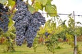 Vertical closeup shot of dark grapes growing on the branches of a vine in Tenerife in Spain