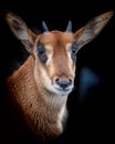 Vertical closeup shot of the details on a beautiful young sable antelope face