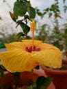 Vertical closeup shot of details on a bright yellow hibiscus flower Royalty Free Stock Photo