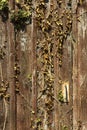 Vertical closeup shot of a dirty wooden surface with dried vines
