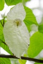 Vertical closeup shot of a dove tree leaf with a blurry background Royalty Free Stock Photo