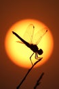 Vertical closeup shot of the dragonfly silhouette with the sun on the background