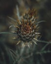 Vertical closeup shot of a dry bud of a thistle flower Royalty Free Stock Photo