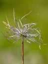 Vertical closeup shot of a dry stringy pasque flower