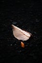 Vertical closeup shot of a drying brown autumn leaf on a forest floor Royalty Free Stock Photo