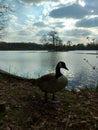 Vertical closeup shot of a duck standing on the side of a lake on a cloudy day Royalty Free Stock Photo