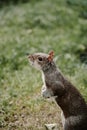 Vertical closeup shot of an Eastern gray squirrel on the grass Royalty Free Stock Photo