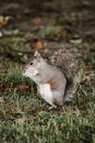Vertical closeup shot of an Eastern gray squirrel (Sciurus carolinensis) eating food on the grass Royalty Free Stock Photo