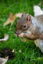 Vertical closeup shot of an Eastern grey squirrel eating nuts on grass. Royalty Free Stock Photo