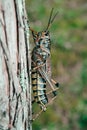 Vertical closeup shot of an Eastern Lubber grasshopper on a tree Royalty Free Stock Photo