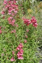 Vertical closeup shot of elegant clarkia