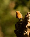 Vertical closeup shot of a European Robin Redbreast (Erithacus rubecula) perched on a tree stump Royalty Free Stock Photo