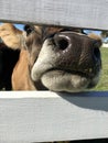 Vertical closeup shot of the face of a cow between the woods of a barn Royalty Free Stock Photo