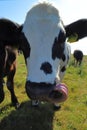 Vertical closeup shot of the face of a dairy cattle cow on a grass field under the sunlight Royalty Free Stock Photo
