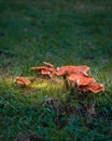 Vertical closeup shot of false chanterelle & x28;Hygrophoropsis aurantiaca& x29; mushrooms Royalty Free Stock Photo