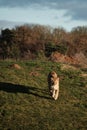 Vertical closeup shot of a female lion walking in the valley under the dark cloudy sky