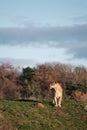 Vertical closeup shot of a female lion walking in the valley under the dark cloudy sky