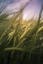 Vertical closeup shot of a field of green triticale plants in a field Royalty Free Stock Photo