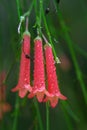 Vertical closeup shot of firecracker plant flowers with rain droplets